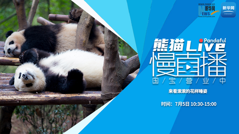 熊猫慢直播（155）：来看滚滚的花样睡姿