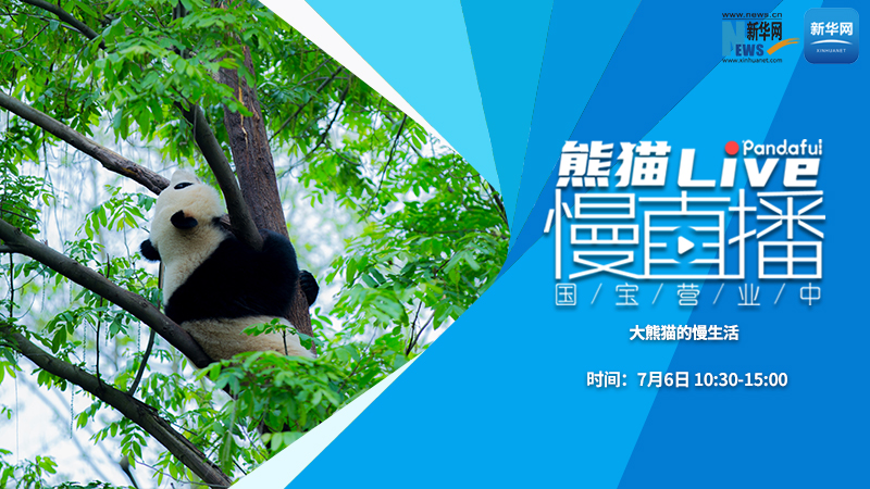 熊猫慢直播（156）：大熊猫的慢生活