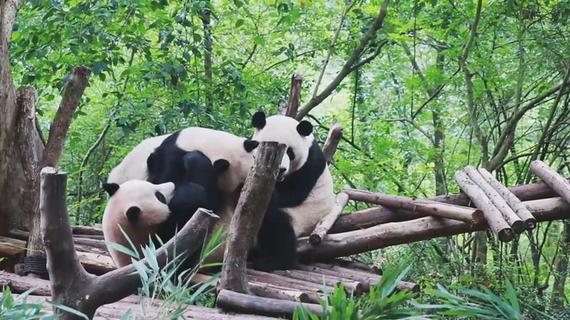 熊猫百问你来问｜如何避免大熊猫灭绝？