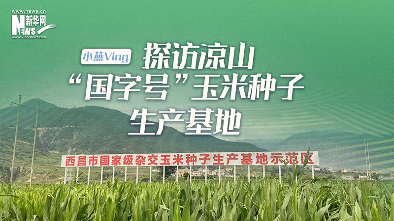 小燕Vlog｜探访凉山“国字号”玉米种子生产基地