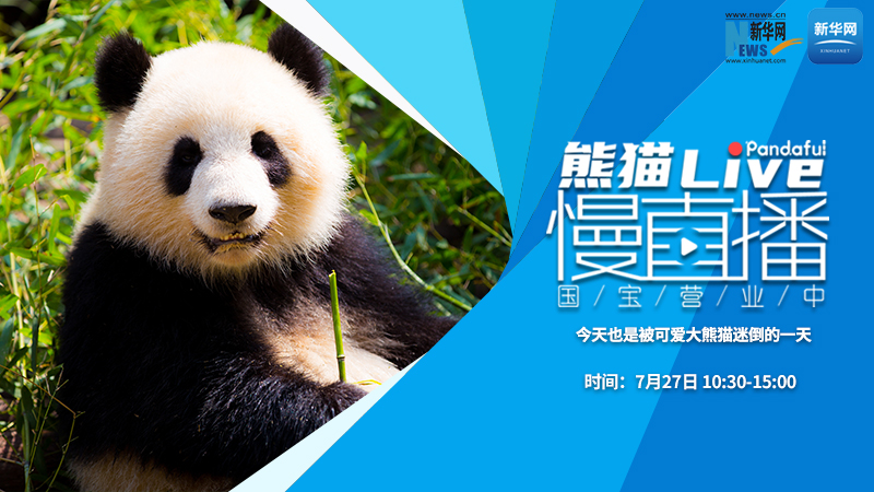 熊猫慢直播（171）：今天也是被可爱大熊猫迷倒的一天