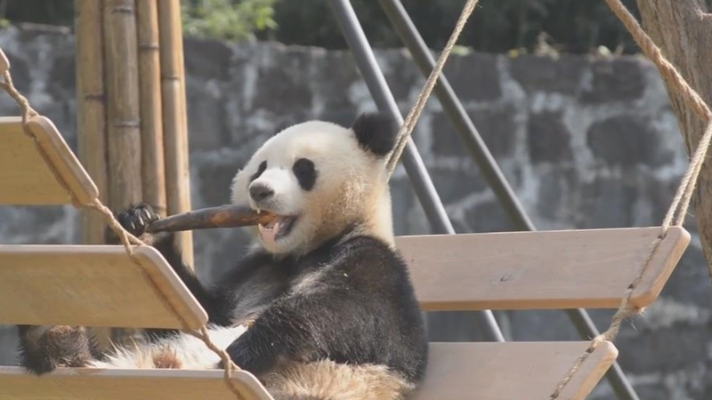 熊猫百问你来问｜大熊猫有什么致命疾病？