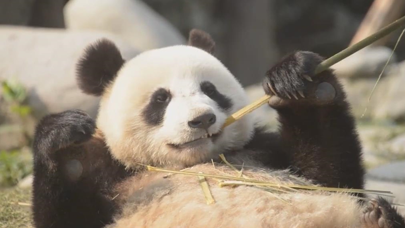 熊猫百问你来问｜熊猫多久体检一次？
