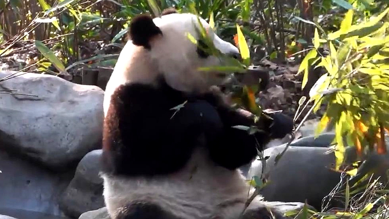 熊猫百问你来问｜保护大熊猫和保护生物多样性是什么关系？