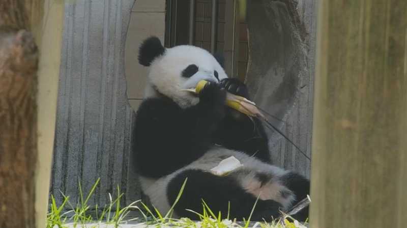熊猫社区｜熊猫宝宝的“竹笋味”夏天