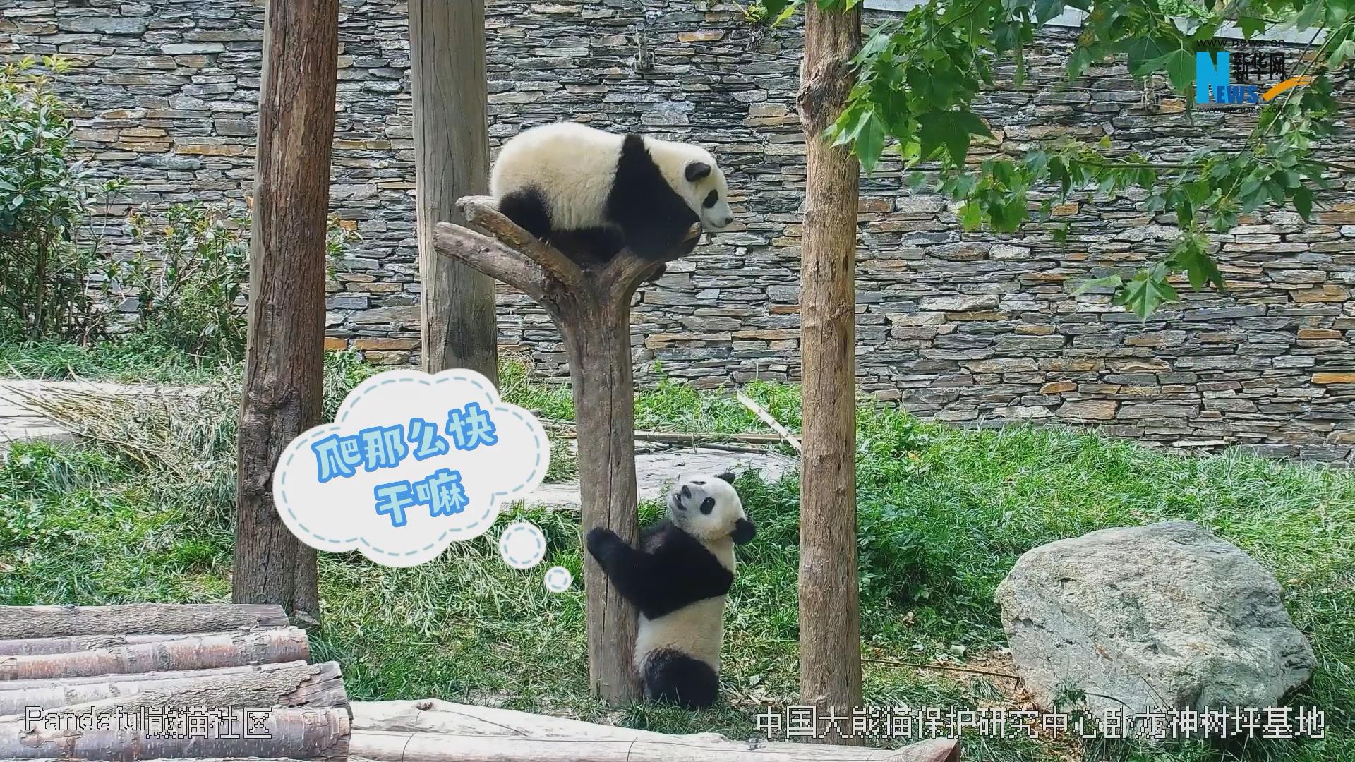 熊猫社区｜熊猫爬树能有多快？