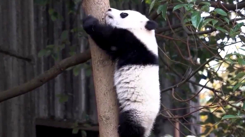 熊猫百问你来问｜大熊猫什么时候学会爬树？