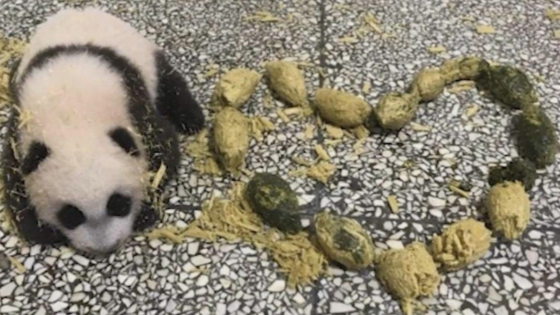 熊猫百问你来问｜野生大熊猫的便便能用来做什么？