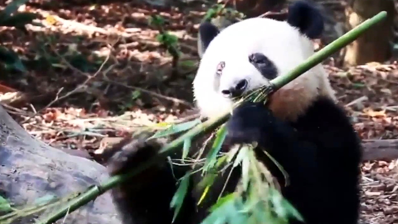 熊猫百问你来问｜请问大熊猫喜欢吃什么样的竹子