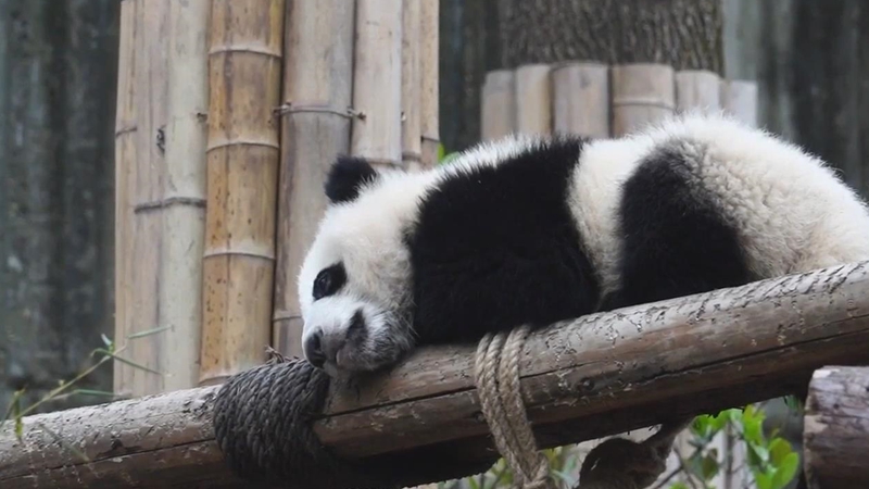 熊猫百问你来问｜我们需要一直保护大熊猫吗？