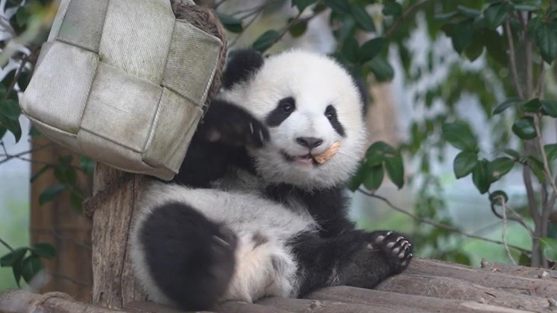 熊猫百问你来问｜什么是大熊猫保护最大的难题？