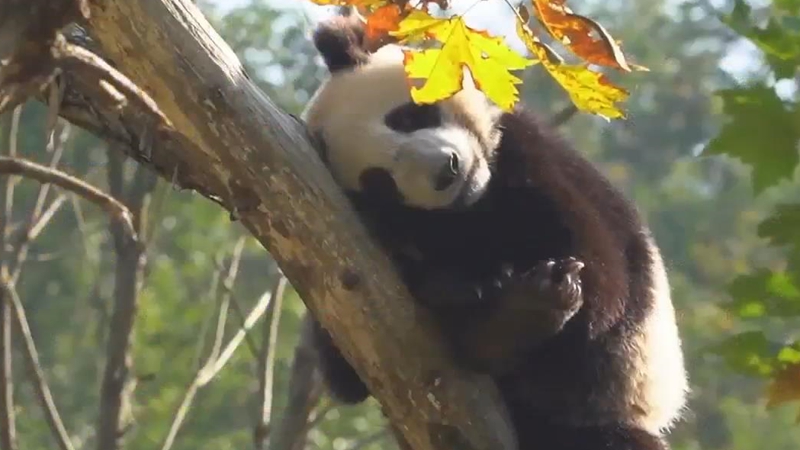 熊猫百问你来问｜大熊猫喜欢在哪里睡觉？