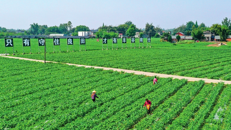 新华社《瞭望》周刊关注四川农业生产方式正在孕育变革