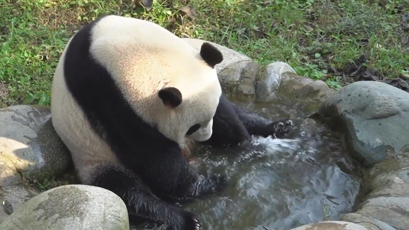 熊猫百问你来问｜大熊猫什么时候发情