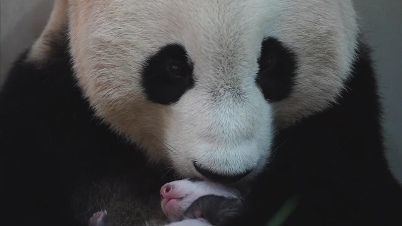 熊猫百问你来问｜大熊猫妈妈舔舐大熊猫宝宝有什么用