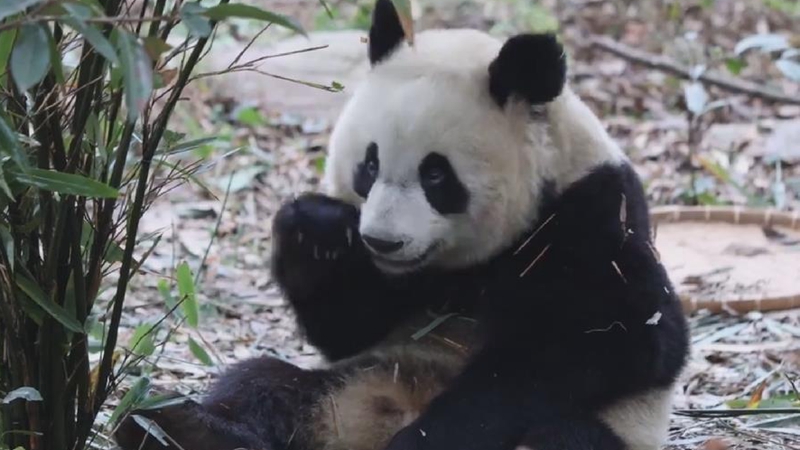 熊猫社区｜大熊猫的鼻子有多灵？