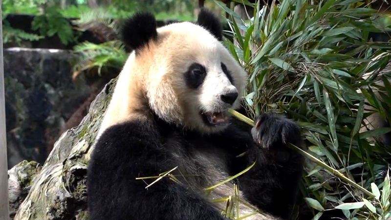 熊猫百问你来问｜大熊猫为什么吃竹子？