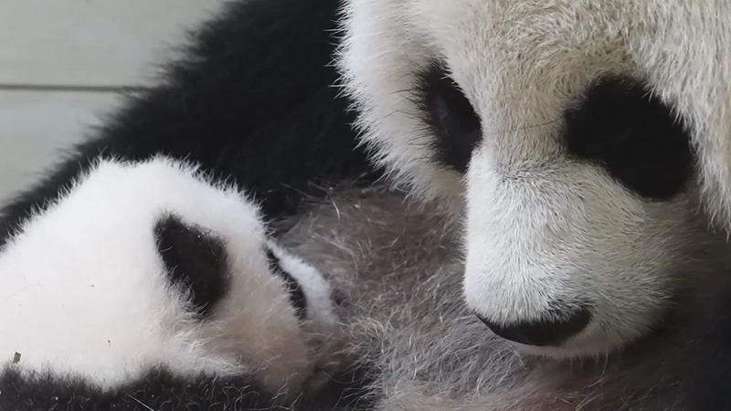 熊猫百问你来问｜大熊猫怀宝宝的时间有多长？