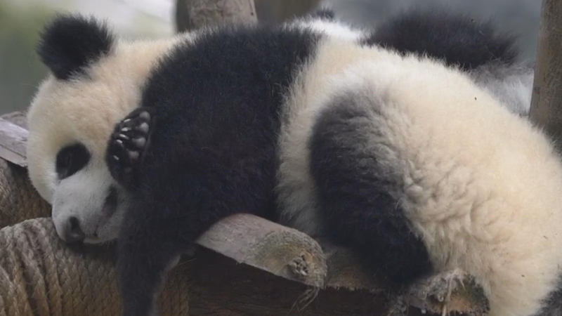 熊猫百问你来问｜为什么把大熊猫的保护级别从濒危调到易危？