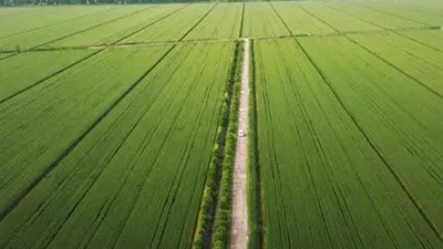 四川两地入选全国首批整区域推进高标准农田建设试点名单