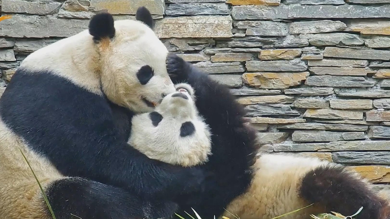 熊猫社区｜大熊猫亲自示范rua大熊猫