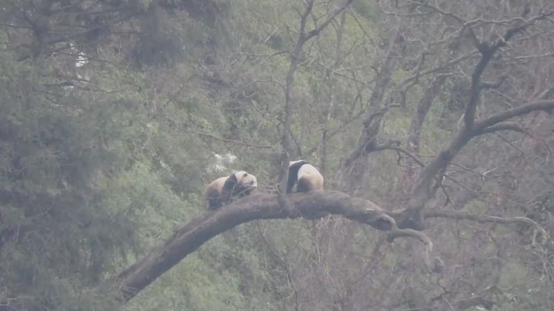 四川唐家河：多次拍到大熊猫“打情骂俏”