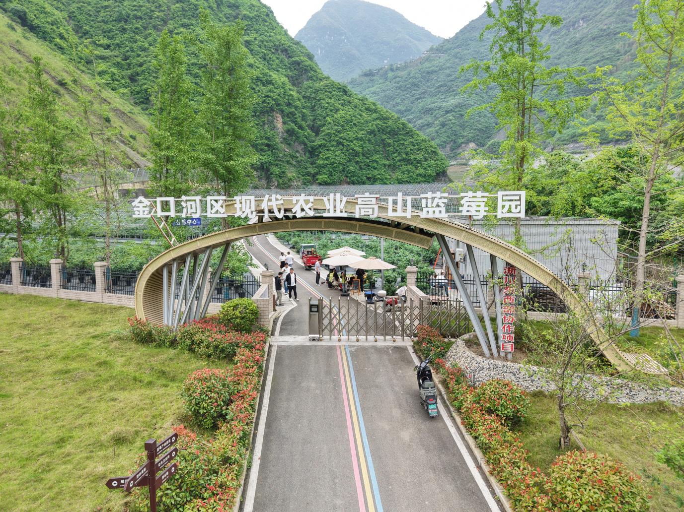 总投资10亿元 金口河蓝莓果酒智造产业园首条产线进入调试-新华网