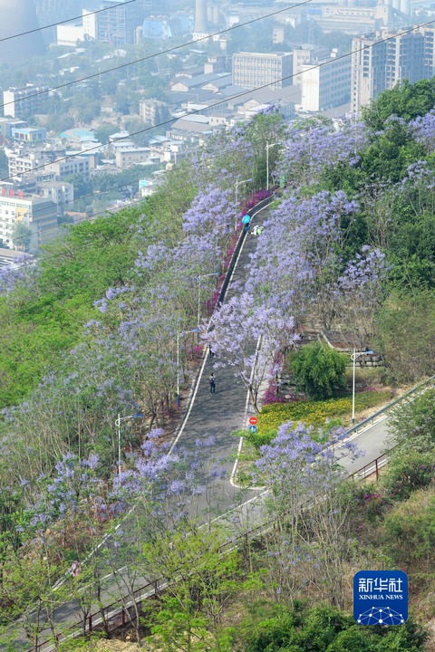 国社@四川｜四川攀枝花：石漠荒山“绿色转身”-新华网